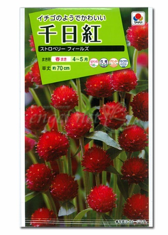千日紅　種