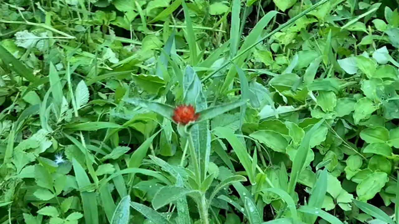 千日紅