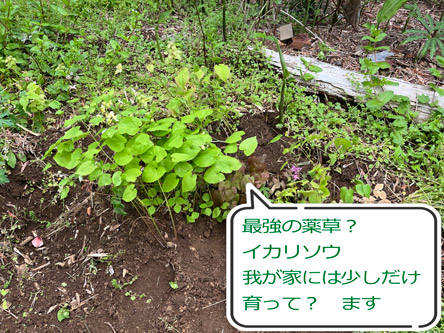 イカリソウの写真
