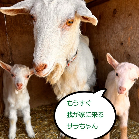 saraの写真