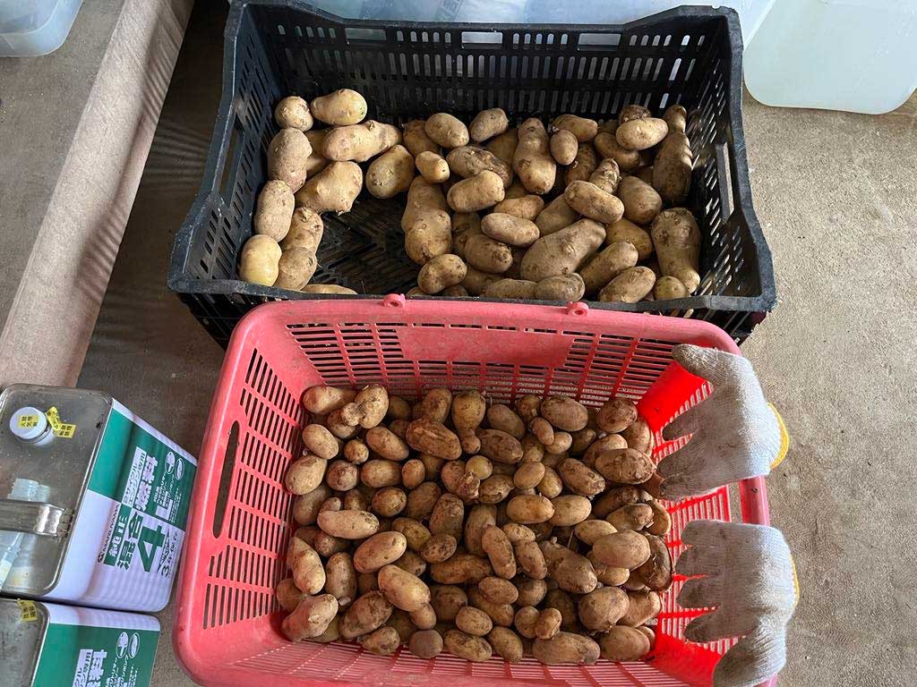 今年は作物は自分たちで食べる分だけ作って販売はしませんでした
